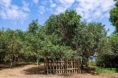 关于西双版纳州推动普洱茶产业高质量发展暨2023年西双版纳普洱茶交易会发布会召开的资讯(3)