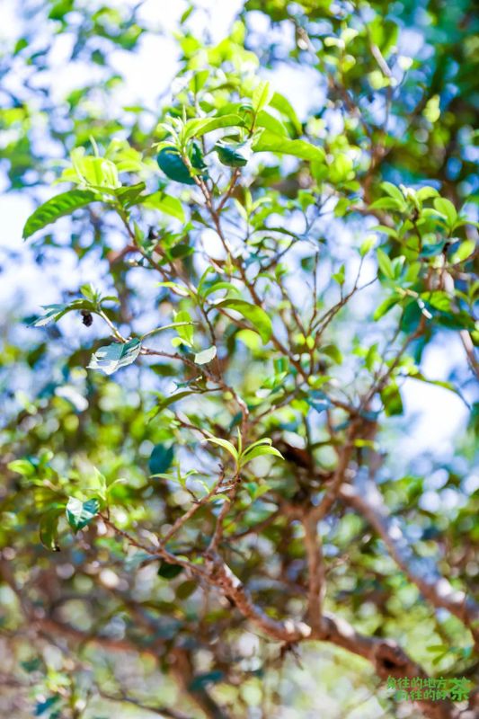 关于西双版纳州推动普洱茶产业高质量发展暨2023年西双版纳普洱茶交易会发布会召开的资讯(2)