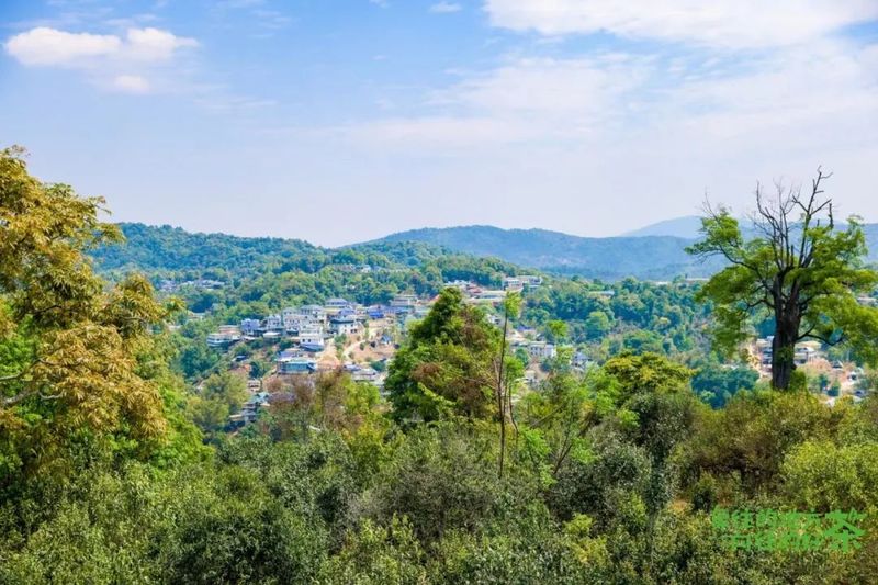 关于西双版纳州推动普洱茶产业高质量发展暨2023年西双版纳普洱茶交易会发布会召开的资讯(1)