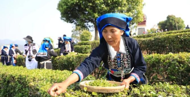 关于2023年国际·宁洱普洱茶（贡茶）开采节启幕的消息(4)