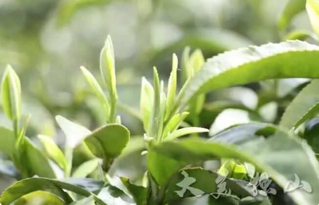 有关于独山县：春回大地茶飘香 明前春茶采摘忙的内容