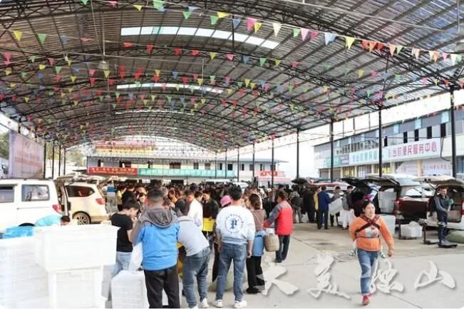 有关于独山县：春回大地茶飘香 明前春茶采摘忙的内容(2)