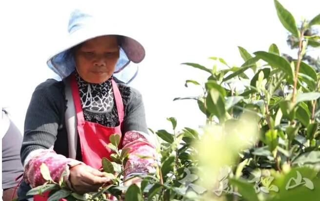 有关于独山县：春回大地茶飘香 明前春茶采摘忙的内容(1)