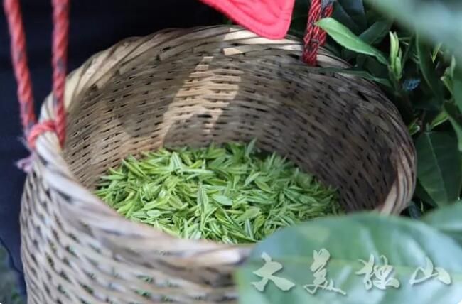 有关于独山县：春回大地茶飘香 明前春茶采摘忙的内容(3)