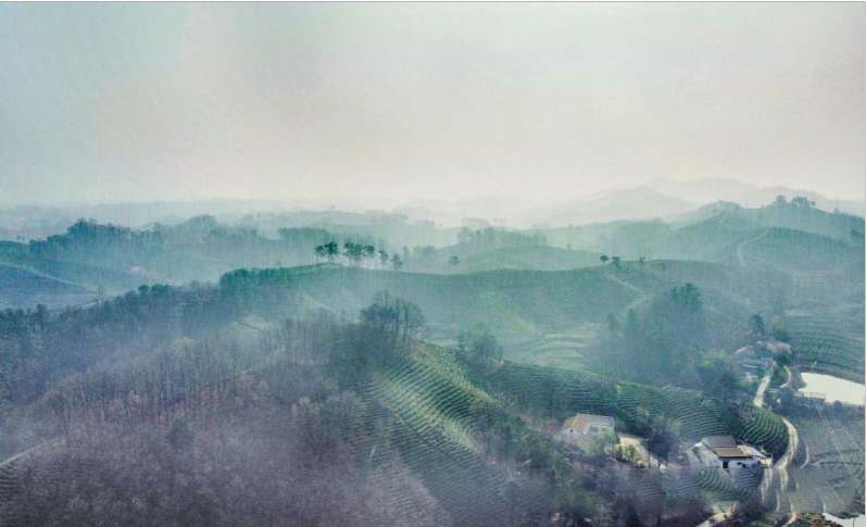 关于河南信阳浉河：从小茶村到茶旅胜地的资讯