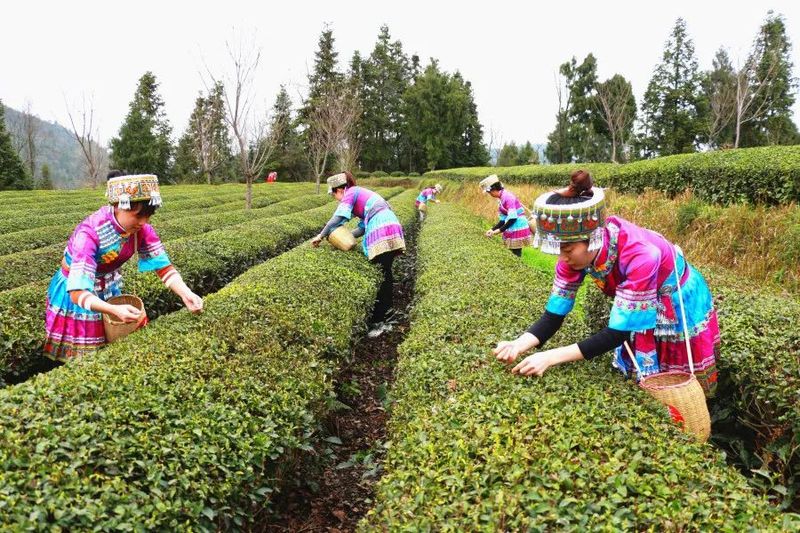 有关于印江：茶山奏春曲 茶企制茶忙的信息(1)