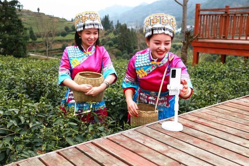 有关于印江：茶山奏春曲 茶企制茶忙的信息(6)