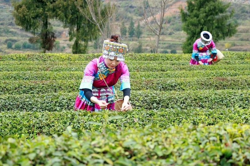 有关于印江：茶山奏春曲 茶企制茶忙的信息(2)