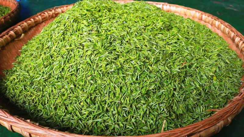 有关于印江：茶山奏春曲 茶企制茶忙的信息(7)