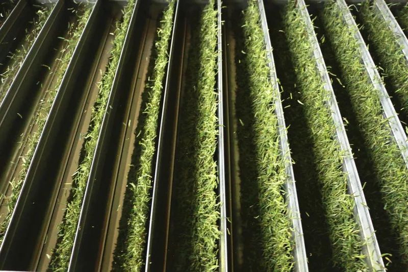 有关于印江：茶山奏春曲 茶企制茶忙的信息(4)