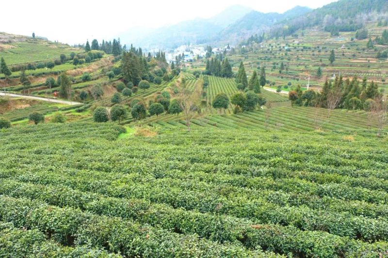 有关于印江：茶山奏春曲 茶企制茶忙的信息