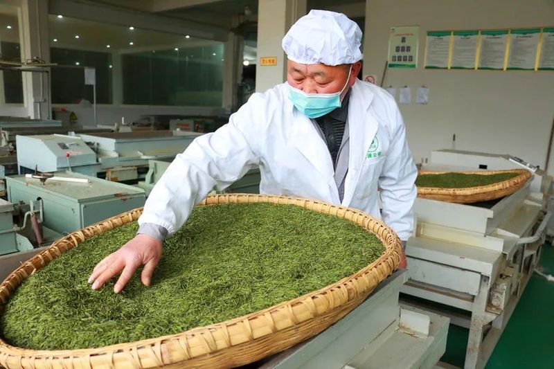 有关于印江：茶山奏春曲 茶企制茶忙的信息(5)