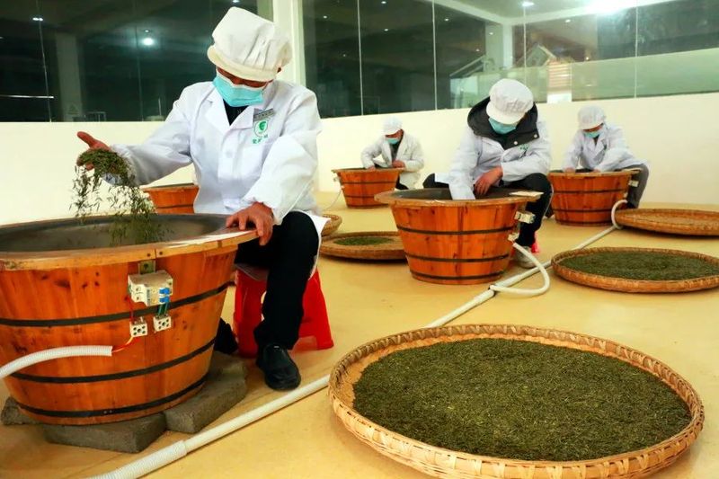 有关于印江：茶山奏春曲 茶企制茶忙的信息(3)