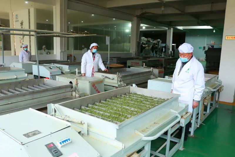 有关于印江：茶山奏春曲 茶企制茶忙的信息(8)