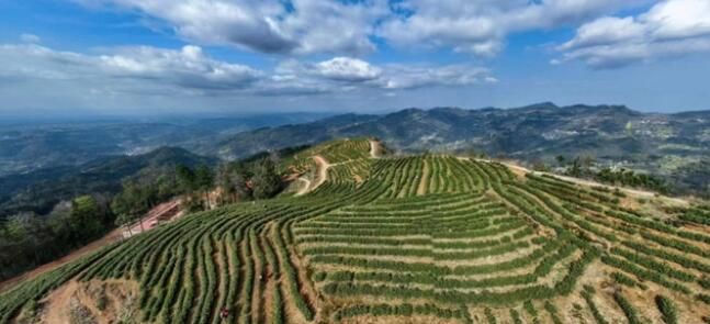 关于忠县早春“第一鲜”！“头茬”白茶，开采！的消息