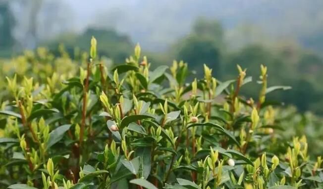 关于忠县早春“第一鲜”！“头茬”白茶，开采！的消息(5)