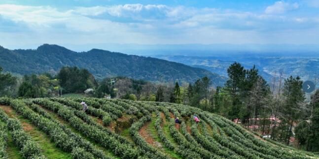 关于忠县早春“第一鲜”！“头茬”白茶，开采！的消息(1)