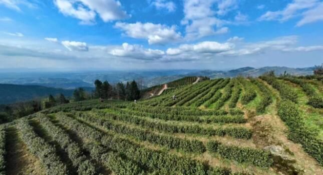 关于忠县早春“第一鲜”！“头茬”白茶，开采！的消息(3)