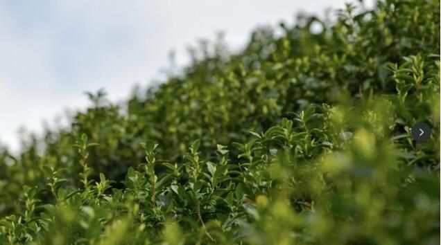 关于忠县早春“第一鲜”！“头茬”白茶，开采！的消息(4)