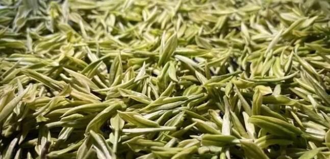 关于忠县早春“第一鲜”！“头茬”白茶，开采！的消息(8)