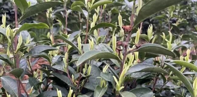 关于忠县早春“第一鲜”！“头茬”白茶，开采！的消息(6)