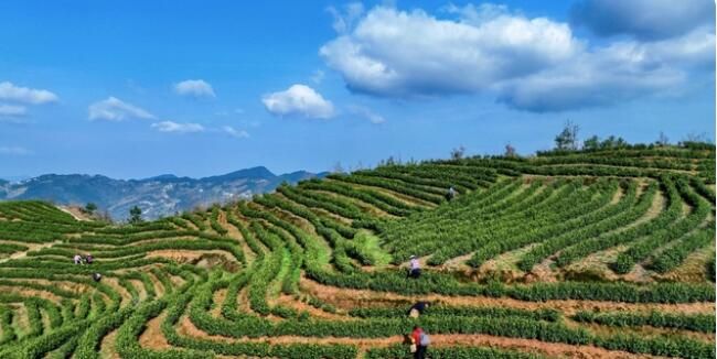 关于忠县早春“第一鲜”！“头茬”白茶，开采！的消息(2)