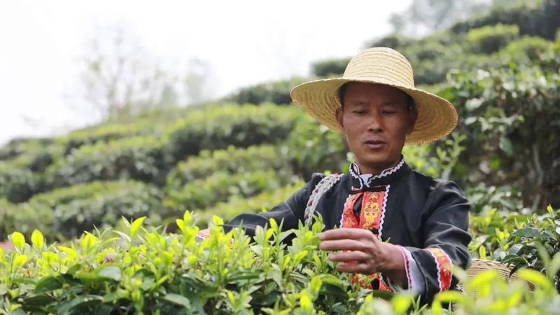 关于施甸：首批春茶开采 茶农采收忙的资讯