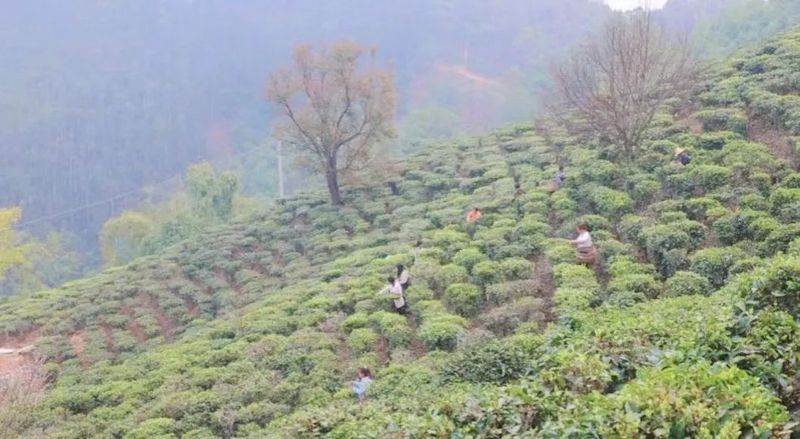 关于施甸：首批春茶开采 茶农采收忙的资讯(4)