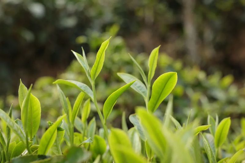 关于施甸：首批春茶开采 茶农采收忙的资讯(1)