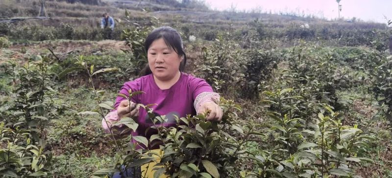 有关于大关县雄魁村茶产业助力村集体经济、龙头企业和群众增收的相关内容(5)