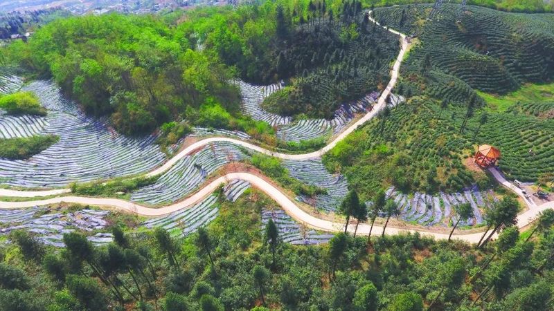 有关于大关县雄魁村茶产业助力村集体经济、龙头企业和群众增收的相关内容(4)