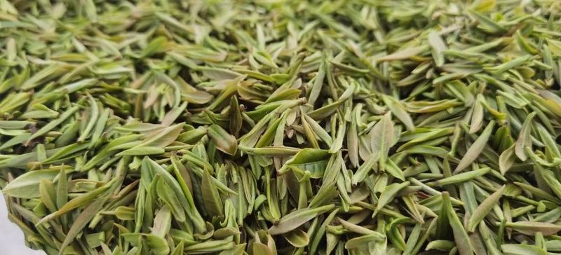 有关于大关县雄魁村茶产业助力村集体经济、龙头企业和群众增收的相关内容(3)