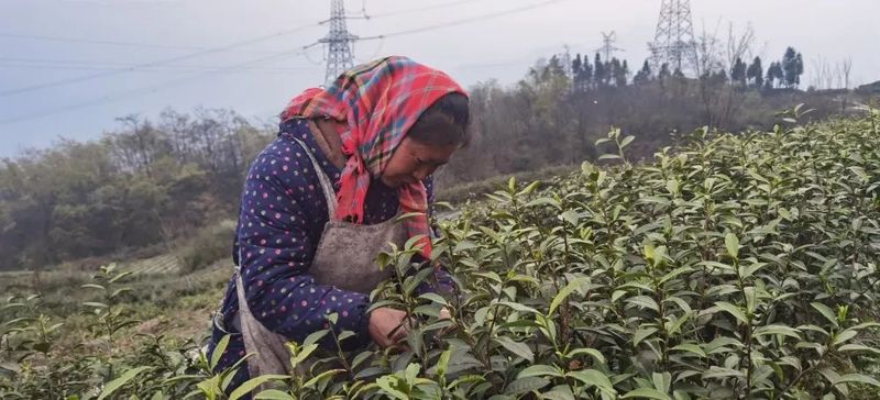 有关于大关县雄魁村茶产业助力村集体经济、龙头企业和群众增收的相关内容