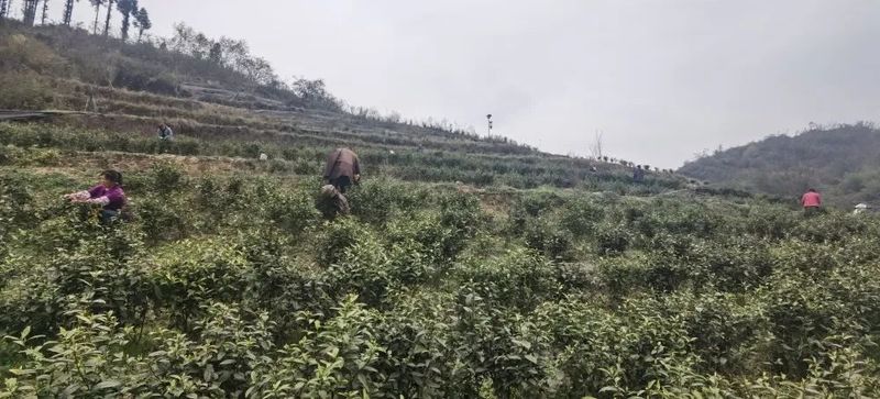 有关于大关县雄魁村茶产业助力村集体经济、龙头企业和群众增收的相关内容(1)