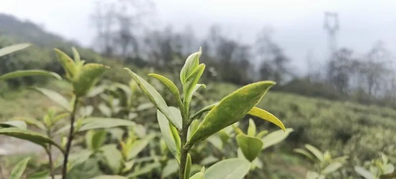 有关于大关县雄魁村茶产业助力村集体经济、龙头企业和群众增收的相关内容(2)