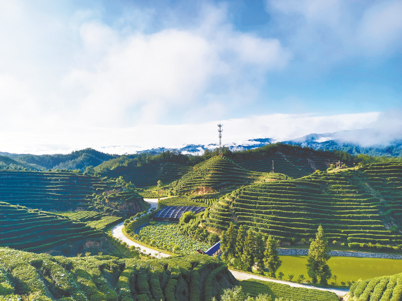 关于汉中山花茶业：一座茶山 一道风景的相关信息