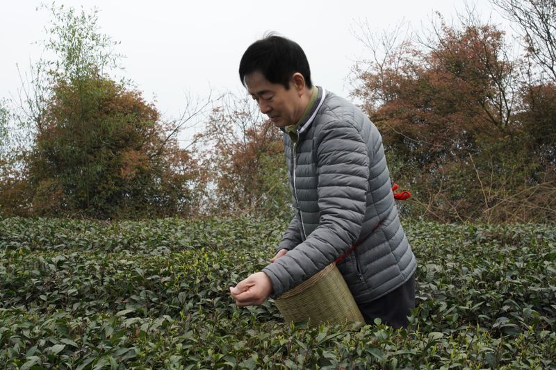 有关于千年茶韵飘香 濮存昕循着这味清香来雅安的相关信息