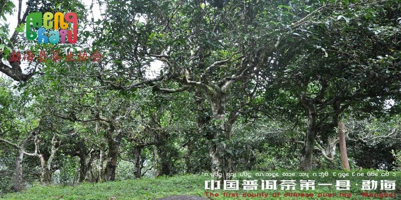 有关于茶业协会发挥作用茶山迎来法治春风的内容