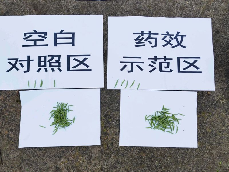 关于助力茶叶提质增产！湄潭茶叶专家组开展茶园测产验收的消息(2)
