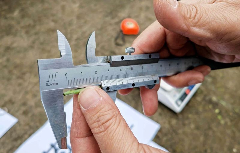 关于助力茶叶提质增产！湄潭茶叶专家组开展茶园测产验收的消息(1)