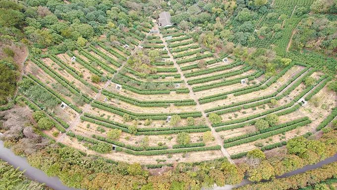 关于挺过大旱，碧螺春迎来又一春的内容(1)