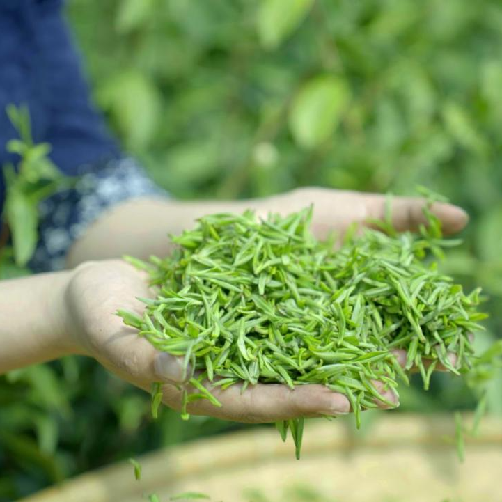 关于挺过大旱，碧螺春迎来又一春的内容(4)