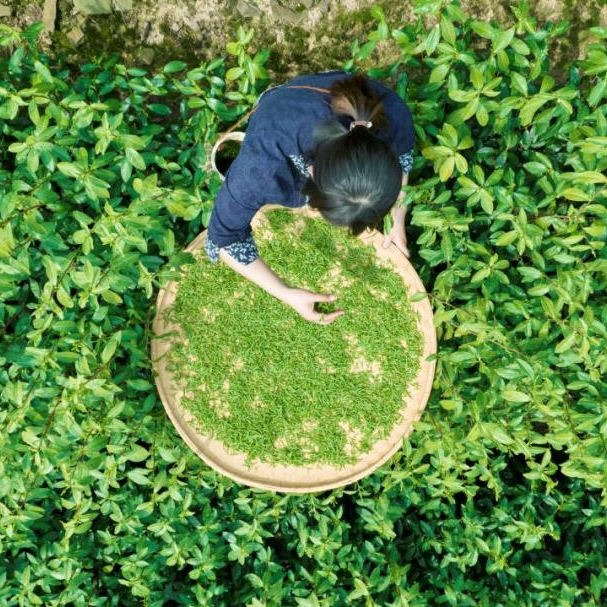 关于挺过大旱，碧螺春迎来又一春的内容(7)