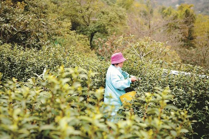 关于挺过大旱，碧螺春迎来又一春的内容(3)