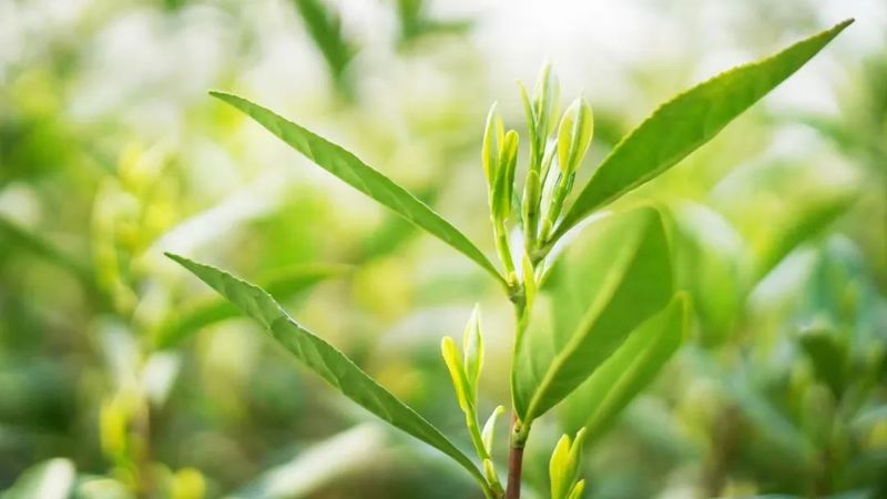 关于挺过大旱，碧螺春迎来又一春的内容(8)