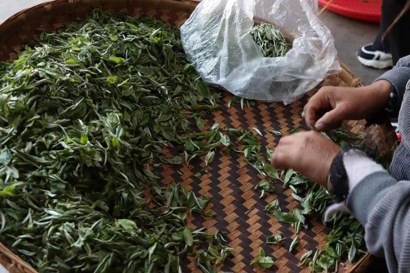 有关于宁洱：小小玉环茶 “卷”出幸福新生活的相关内容(2)