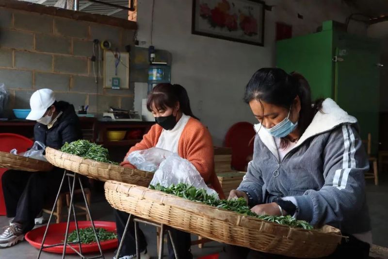 有关于宁洱：小小玉环茶 “卷”出幸福新生活的相关内容(5)