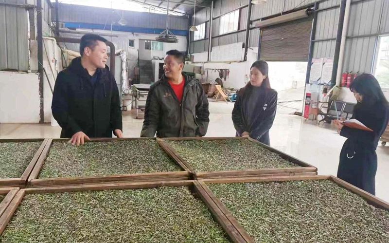 有关于抓源头、强管控!湄潭天城镇全力守好茶叶质量安全底线的内容(2)