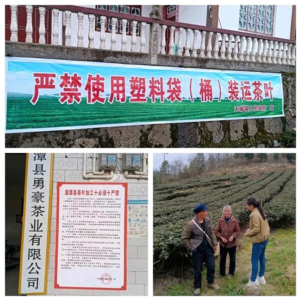 有关于抓源头、强管控!湄潭天城镇全力守好茶叶质量安全底线的内容(1)