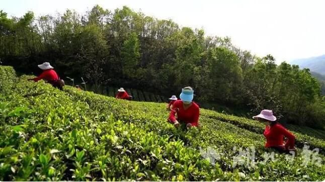 关于谷城：紫金镇3万亩春茶开采的消息(3)